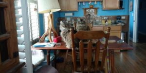 Highland Park Cat Blood Pressure Veterinary