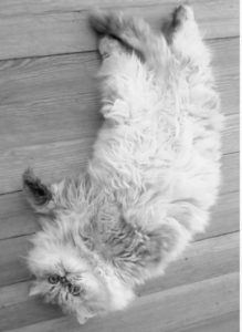 Highland Park Cat Capnography Veterinary