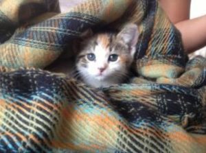 Highland Park Cat Chip Implantation Veterinary