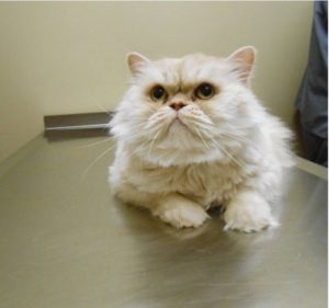 Highland Park Cat Dietary Weight Management Veterinary