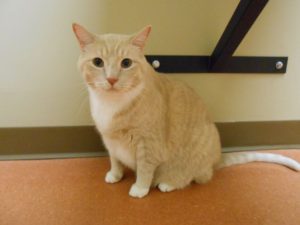 Highland Park Cat EKG Veterinary