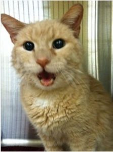 Highland Park Cat Emergency ER Veterinary