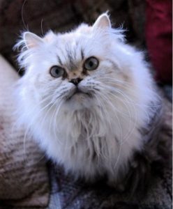 Highland Park Cat Xray Veterinary