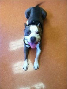 Highland Park Dog Capnography Veterinary