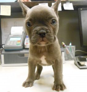 Highland Park Dog Chip Implantation Veterinary