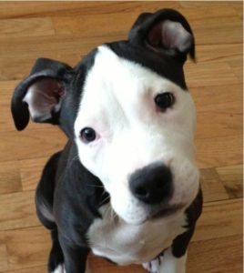 Highland Park Dog Dietary Weight Management Veterinary