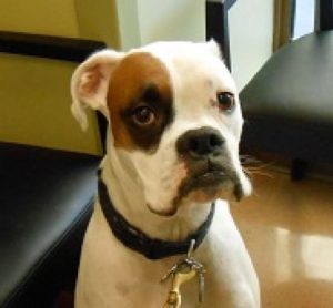 Highland Park Dog Emergency ER Veterinary
