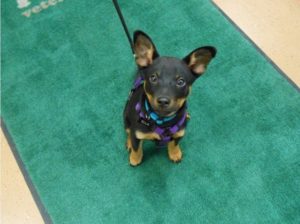 Highland Park Dog Pulse Oximetry Veterinary