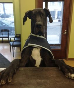 Highland Park Pet Blood Pressure Veterinary