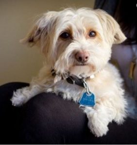 Highland Park Pet Capnography Veterinary