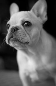 Highland Park Pet Chip Implantation Veterinary