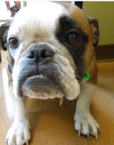 Highland Park Pet Dietary Weight Management Veterinary