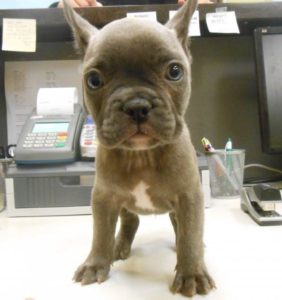 Highland Park Pet Dog Veterinary