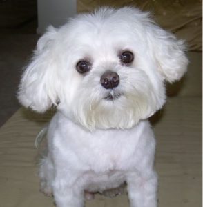 Highland Park Pet Emergency ER Veterinary