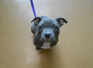 Highland Park Pet K9 Veterinary