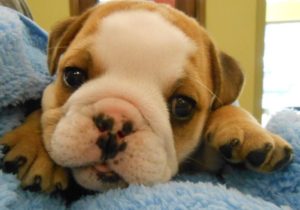 Highland Park Pet Puppy Veterinary