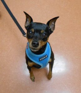 Highland Park Pet Xray Veterinary