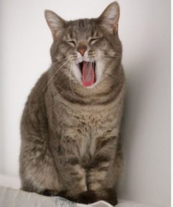 Highland Park Senior Geriatric Cat Care Veterinary