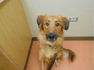 Highland Park Senior Geriatric Dog Care Veterinary