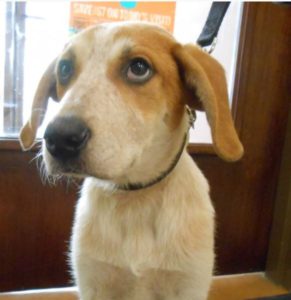 Highland Park Senior Geriatric Pet Care Veterinary