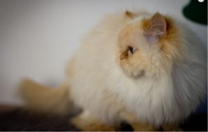 Highland Park Vet Cat Dental Teeth Cleaning