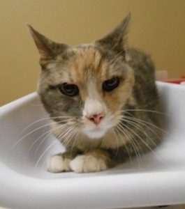 Highland Park Vet Cat Laboratory Testing