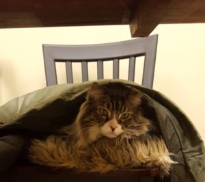 Highland Park Vet Cat Surgery