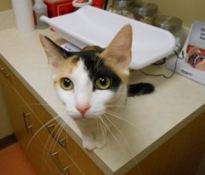 Highland Park Vet Cat Vaccines