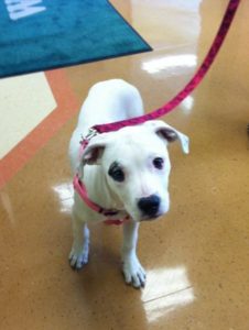 Highland Park Vet Dog Laboratory Testing