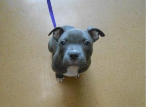 Highland Park Vet Dog Surgery