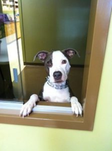 Highland Park Vet Dog Vaccines