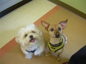 Highland Park Vet Pet Dental Teeth Cleaning