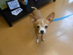 Highland Park Vet Pet Laboratory Testing