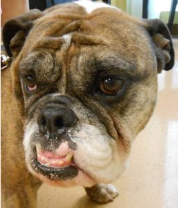 Highland Park Vet Pet Surgery