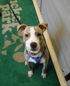 Highland Park Vet Pet Vaccines